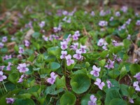 Shutterstock_2140780305_viola uliginosa_dūkstu vijolīte.jpg