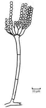 penicillium.png