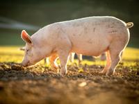 4_Shutterstock_1613149651_pig_cūka.jpg