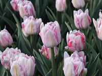 shutterstock_2624363361_tulips_tulpes.jpg