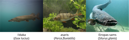 YCUZD_241206_6873_Dzivn_sist_2.png