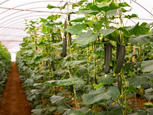 Shutterstock_1820224694_cucumbers in greenhouse_gurķi siltumnīcā.jpg