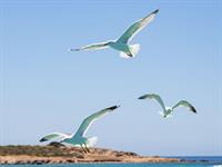 Shutterstock_2000506748_birds flying_putni lido.jpg