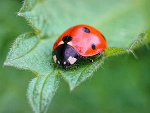 Shutterstock_2282525019_ladybug_mārīte.jpg