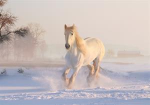 white-horse-pix.jpg