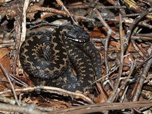 shutterstock_1335406103_viper_odze.jpg
