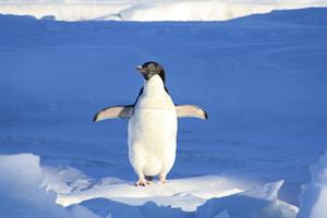 penguin-56101_960_720.jpg