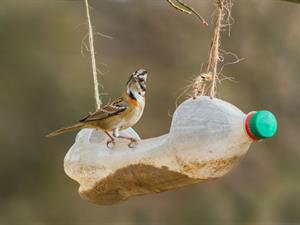 Shutterstock_2020778009_birds feeder from plastic bottle_putnu barotava no plastmasas pudeles.jpg