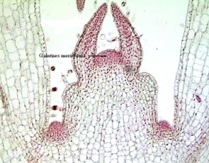 ITB_11_V_98_vedinatajaudi.jpg