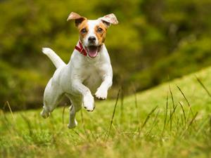 Shutterstock_211592482_happy dog_priecīgs suns.jpg
