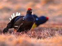 Shutterstock_2493213985_black grouse_rubenis.jpg