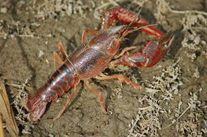 freshwater-crayfish-4494373_1920.jpg