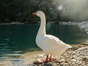 Shutterstock_2150571013_goose_zoss.jpg