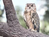 Shutterstock_1139176877_owl_pūce.jpg