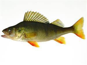 Shutterstock_61024798_perch_asaris.jpg