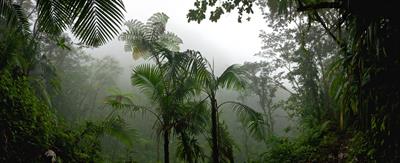 tropical-rainforest-jungle.jpg