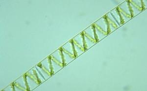 spirogyra.jpg