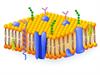 Shutterstock_386541865_cell membrane_šūnas membrāna.jpg