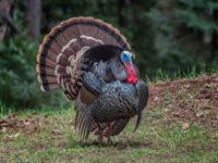 shutterstock_2014981556_turkey_tītars.jpg