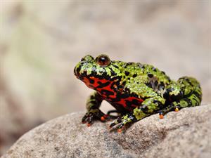 Shutterstock_227432737_toad_krupis.jpg