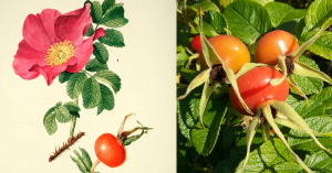 rosa-rugosa---rosier-rugueux.png