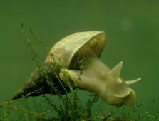 pond-snail.png