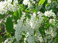 bird-cherry-tree-2415077_1920_cecermuha.jpg
