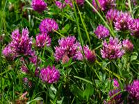 Shutterstock_2450075671_red clover_sarkanais āboliņš.jpg