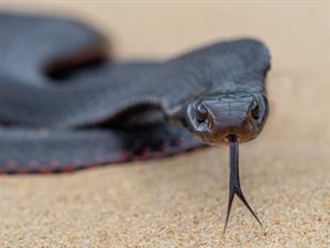 Shutterstock_2172669685_black snake_melna čūska.jpg