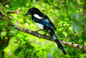 magpie-сорока_zagata.jpg