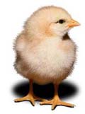 cālis.jpg