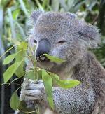 koaladiet2.jpg
