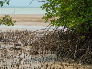 Shutterstock_1999000400_tree roots_koka saknes.jpg