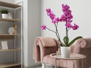 Shutterstock_2465437699_Orchid_Orhideja.jpg