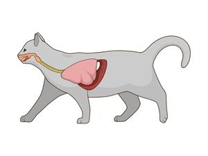 Shutterstock_308067815_cat respiratory system_kaķa respiratorā sistēma.jpg