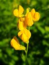 Shutterstock_2475174643_meadow vetchling_pļavas dedestiņa.jpg