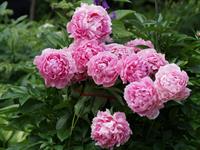 Shutterstock_1728646696_peony_peonija.jpg