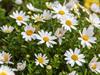 Shutterstock_2503033659_daisies_margrietiņas.jpg