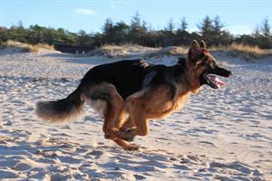 dog-5899283_1920.jpg