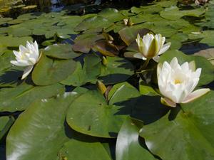 Shutterstock_2111506628_white water lilies_baltā ūdensroze.jpg