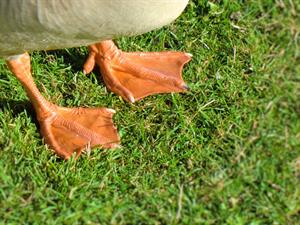 Shutterstock_61830100_duck feet_pīles kājas.jpg