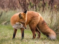 Shutterstock_1869279826_fox_lapsa.jpg