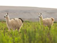 Shutterstock_2215757253_llama_lama.jpg