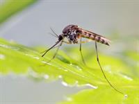 Shutterstock_1931133827_mosquito_ods.jpg