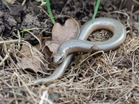 shutterstock_655620265_slowworm_glodene.jpg