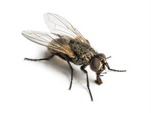 shutterstock_181628573.jpg
