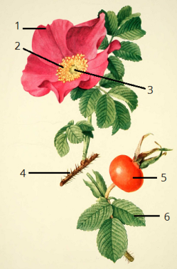 rosa-rugosa---rosier-rugueux.png