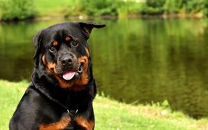 rottweiler-3478955_1920.jpg