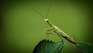 praying-mantis-pix.jpg