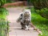 Shutterstock_61436755_cat walking_kaķis pastaigājas.jpg
